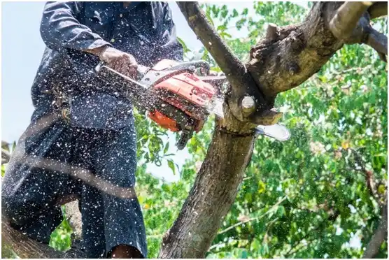 tree services Nemacolin